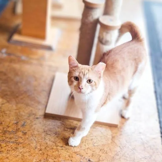 A baby medium-sized male Domestic Short Hair cat named Teddy for adoption in St. Louis, MO