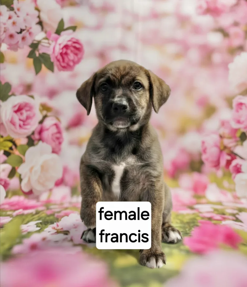 Francis