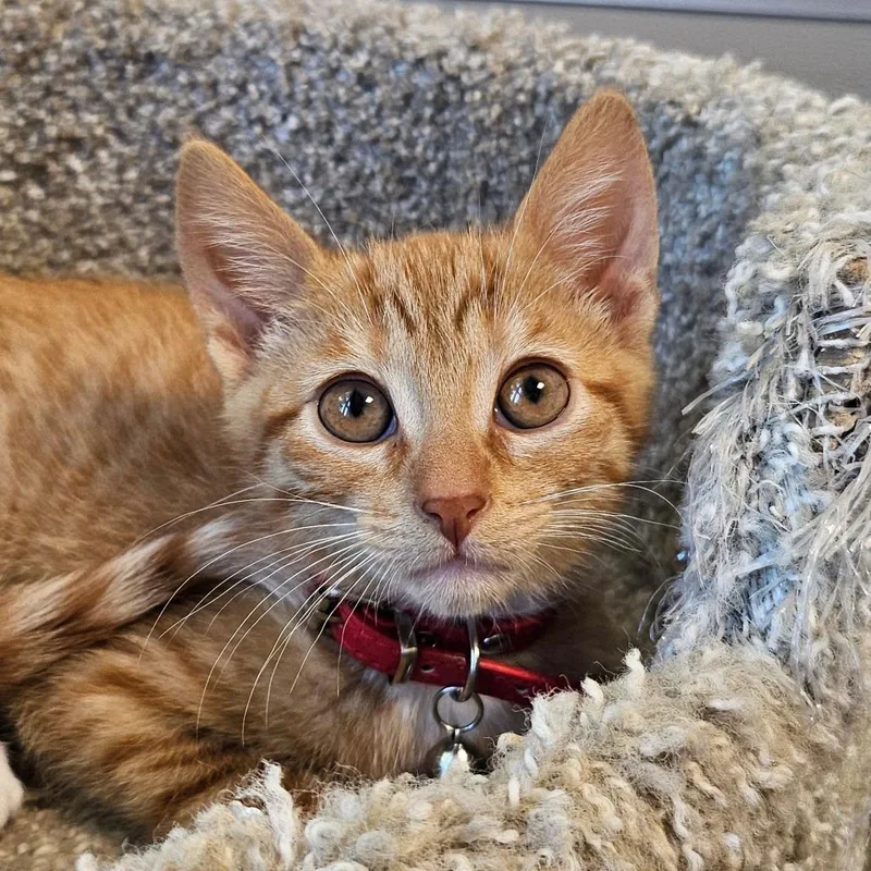 A baby small-sized male Orange / Red Domestic Short Hair cat named Firepaw for adoption in Sonoma, CA