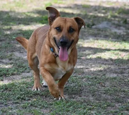 An adult medium-sized male Red / Chestnut / Orange Corgi dog named Little Man for adoption in Inverness, FL