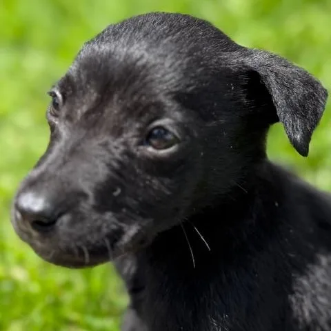 A baby small-sized male Black Chihuahua dog named Joe for adoption in Austin, TX