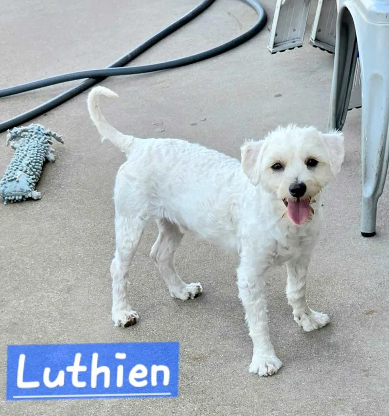 A young medium-sized male Maltese dog named Luthian for adoption in West Bloomfield, MI