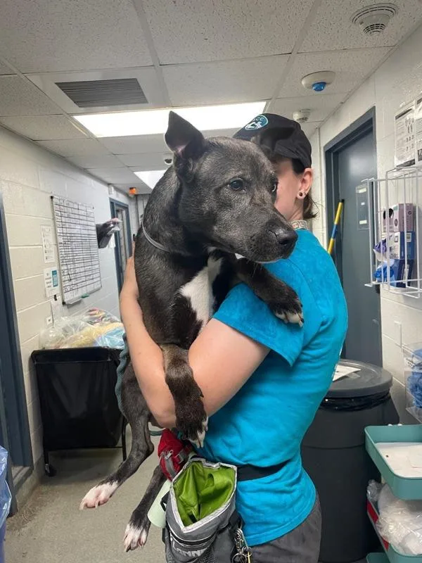 A young medium-sized female Mixed Breed dog named Gracie for adoption in New York, NY