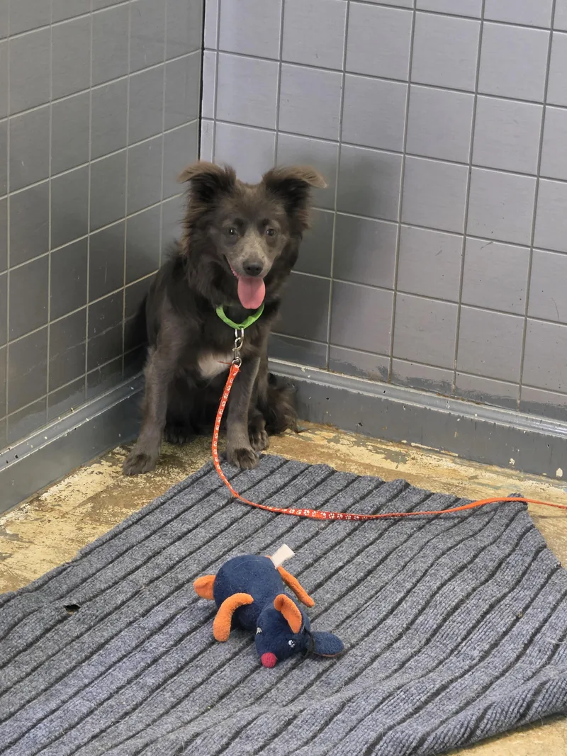 A young small-sized male Pomeranian dog named Coco for adoption in Greensboro, NC