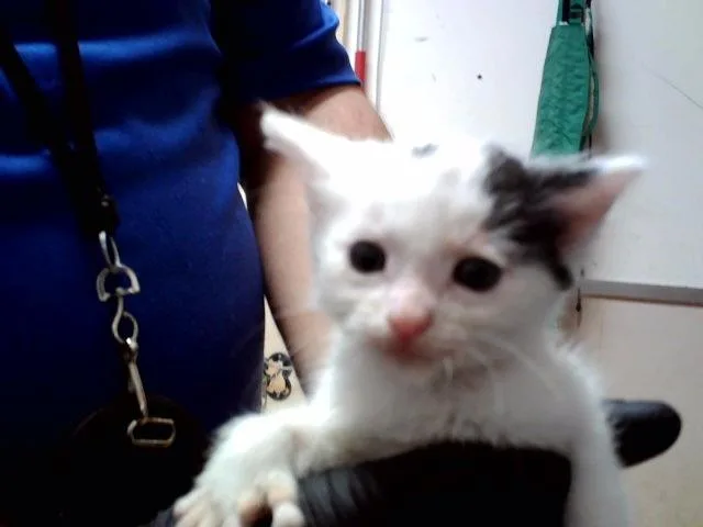 A baby small-sized female Domestic Short Hair cat named Porcini for adoption in Martinez, CA