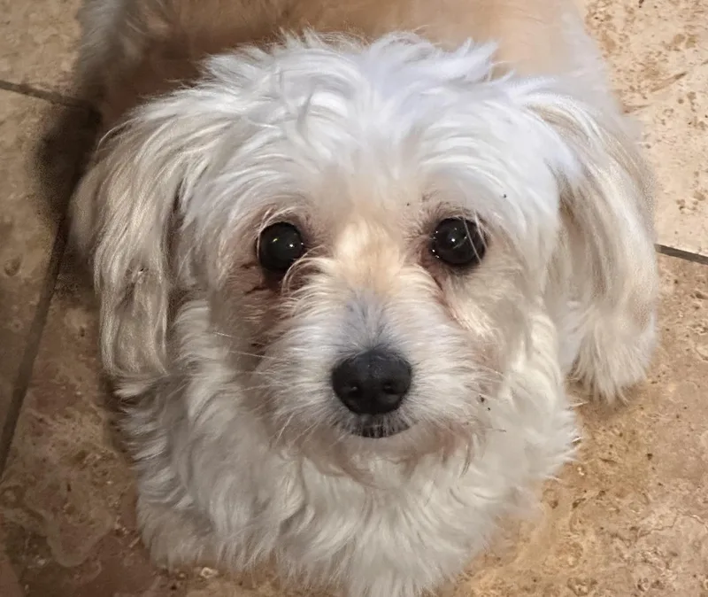 A young small-sized female Apricot / Beige Maltese dog named Indy Girl for adoption in Topanga, CA