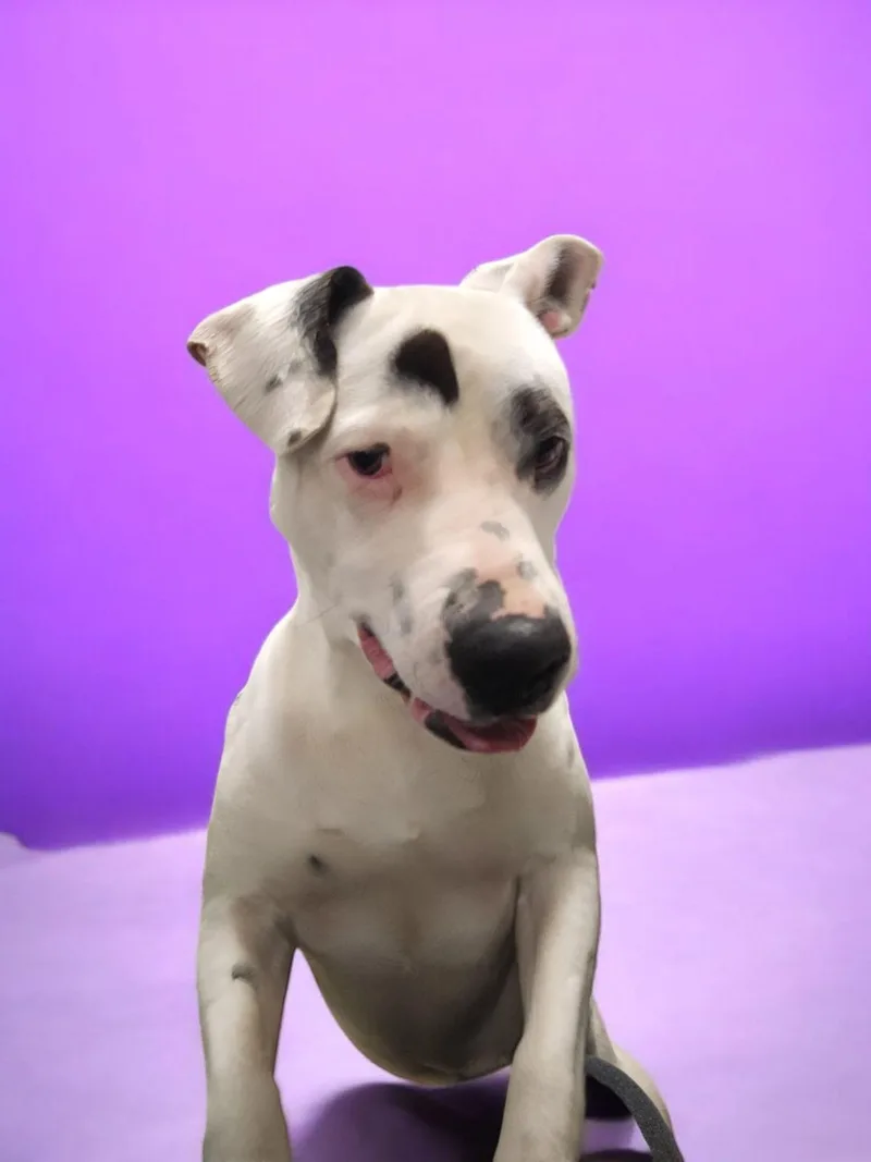 Bullseye thumbnail 5