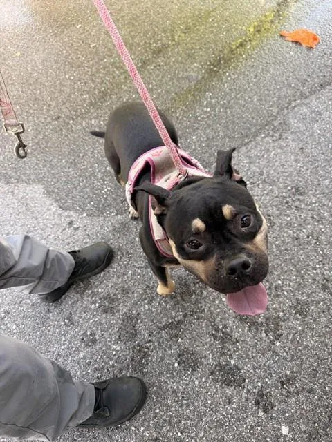 An adult medium-sized female Mixed Breed dog named Dolly for adoption in Palmetto, FL