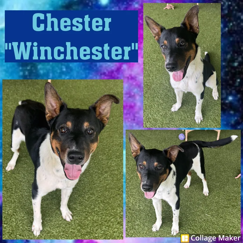 Chester "Winchester"