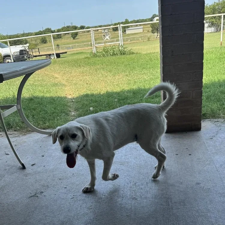 An adult medium-sized male Parson Russell Terrier dog named Sultan for adoption in Paradise, TX