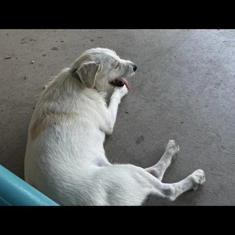 Sultan thumbnail 2
