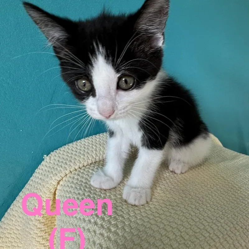 A baby small-sized female Black Domestic Short Hair cat named Queen for adoption in New Port Richey, FL