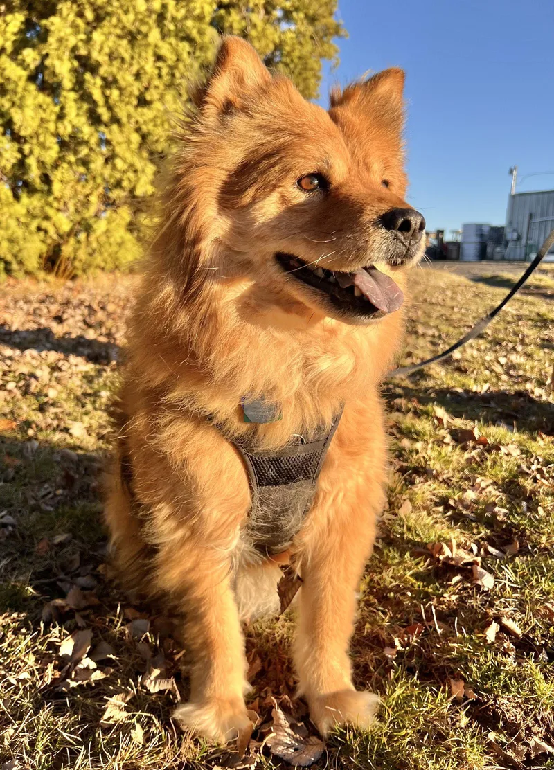 A senior medium-sized female Chow Chow dog named Sable for adoption in Seattle, WA