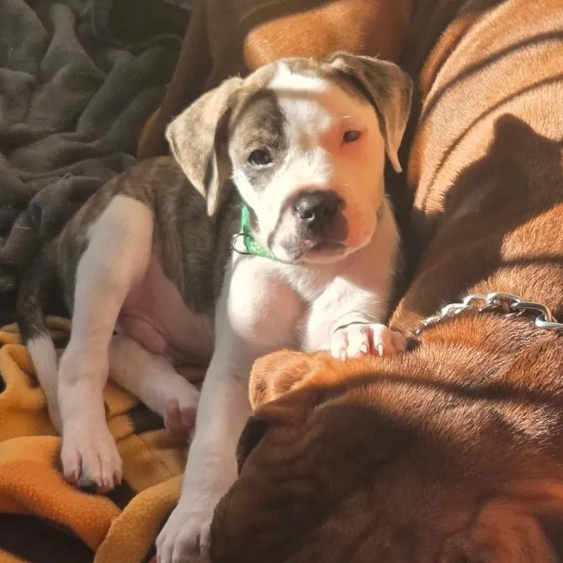 A young medium-sized male Boxer dog named Lance for adoption in Medford, NY