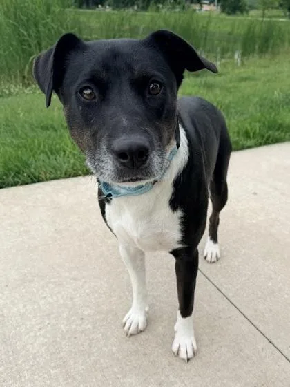An adult large-sized male Black Mixed Breed dog named Hansel for adoption in Kansas City, MO