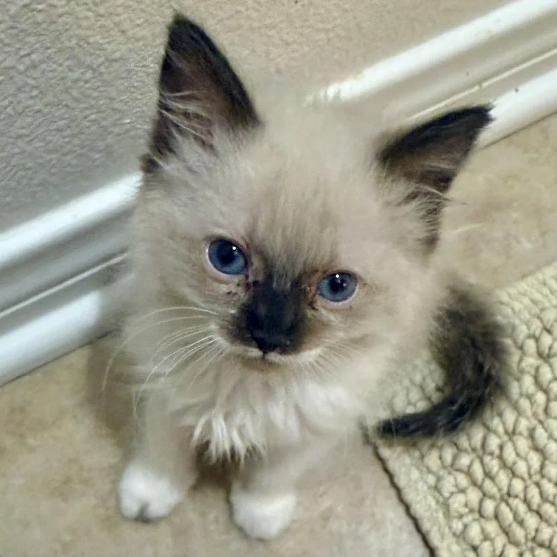 A baby small-sized female Siamese cat named Raven for adoption in Los Angeles, CA
