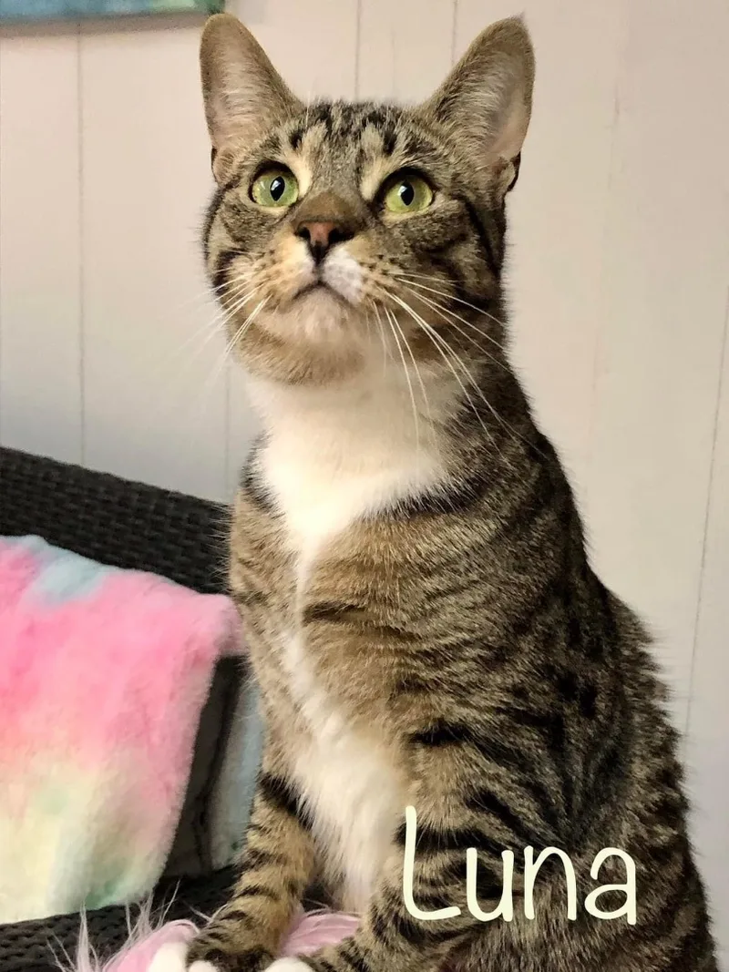 Luna & Orion thumbnail 2