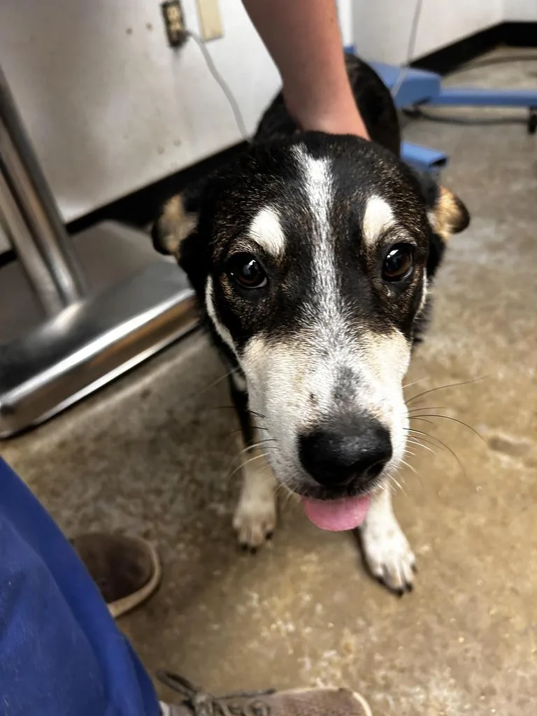 A baby medium-sized female Mixed Breed dog named Gwen for adoption in Lockhart, TX