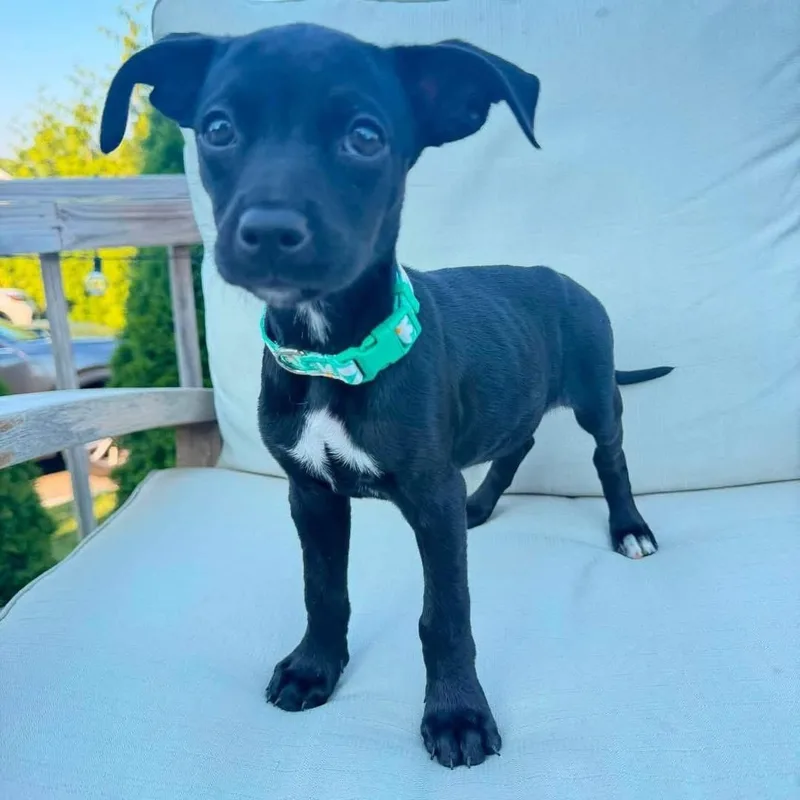 A baby medium-sized female Black Mixed Breed dog named Jade for adoption in Yaphank, NY
