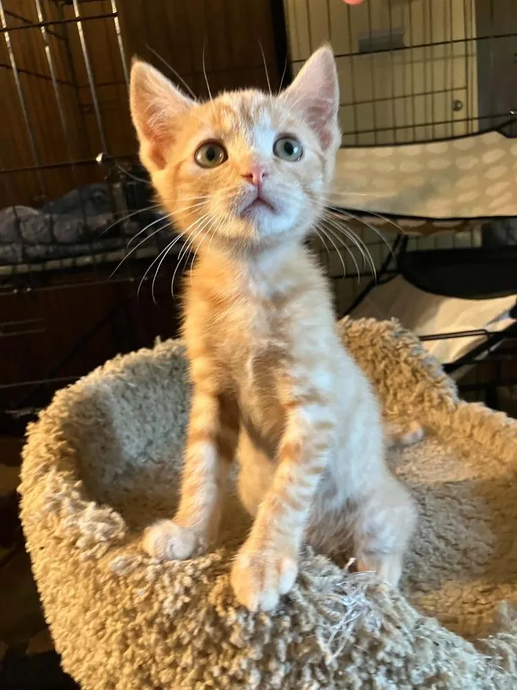 A baby small-sized female Tabby (Orange / Red) Domestic Short Hair cat named Sashimi for adoption in Milton, DE