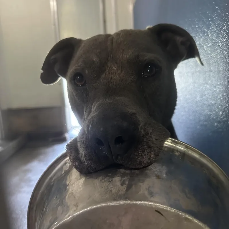 An adult large-sized male Terrier dog named Grayson for adoption in Rock Falls, IL