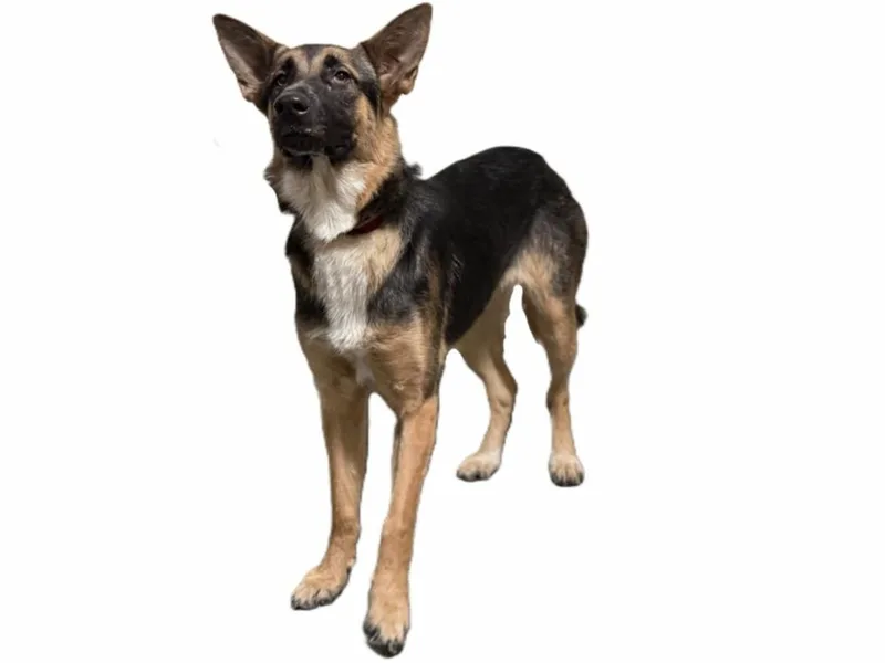 A young medium-sized female German Shepherd Dog dog named Jubilee for adoption in Los Angeles, CA