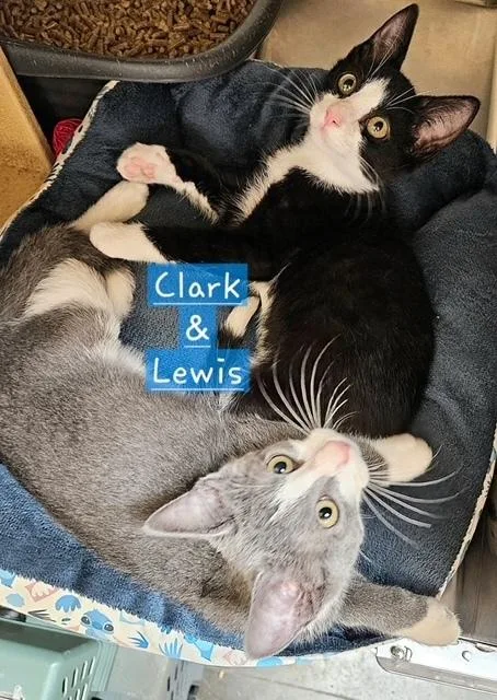 A baby small-sized male Gray & White Domestic Short Hair cat named Lewis for adoption in Covington, LA