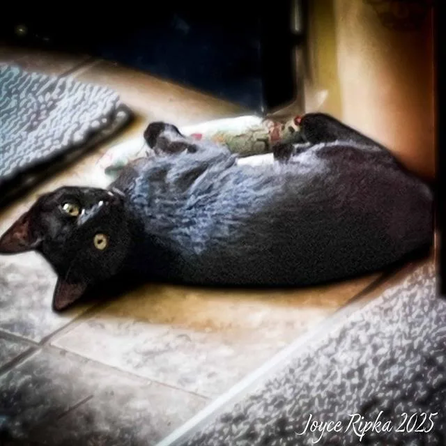 A young small-sized male Domestic Short Hair cat named Dudley for adoption in Haw River, NC