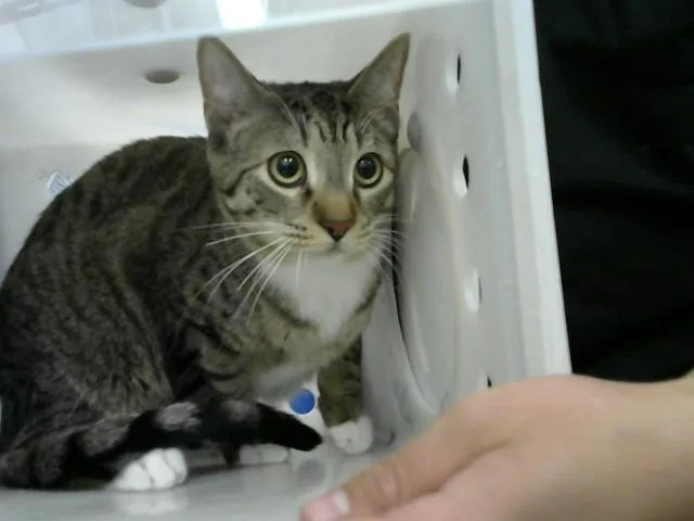 A young medium-sized male Domestic Short Hair cat named Fry for adoption in Albuquerque, NM