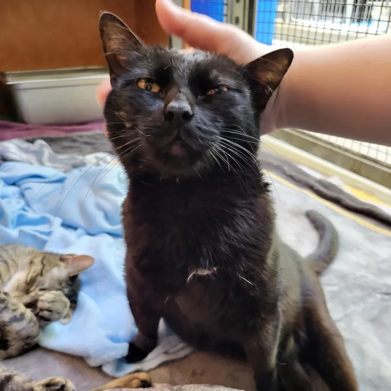 A senior medium-sized female Black Domestic Short Hair cat named Akasha for adoption in Austin, TX