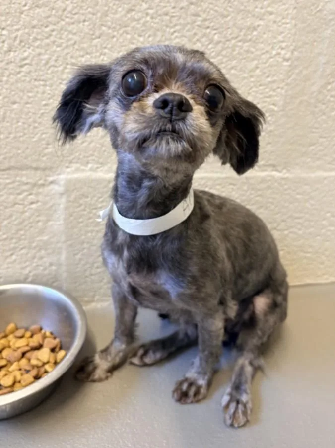 A young small-sized female Shih Tzu dog named Kaboodle for adoption in Hagerstown, MD