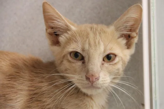 A baby small-sized male Domestic Short Hair cat named Cornelius for adoption in Tucson, AZ