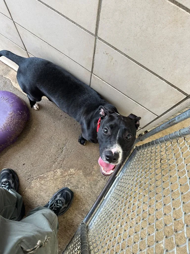 A young medium-sized male Mixed Breed dog named Bubba for adoption in Bossier City, LA