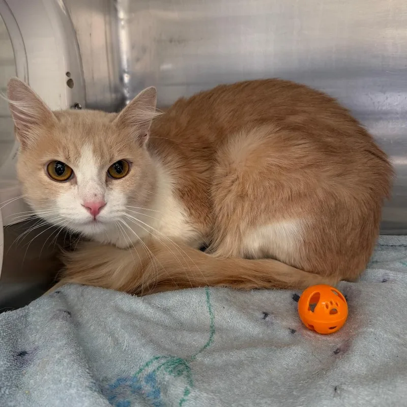 An adult medium-sized male Orange / Red Domestic Short Hair cat named Jack O Lantern for adoption in Long Beach, CA