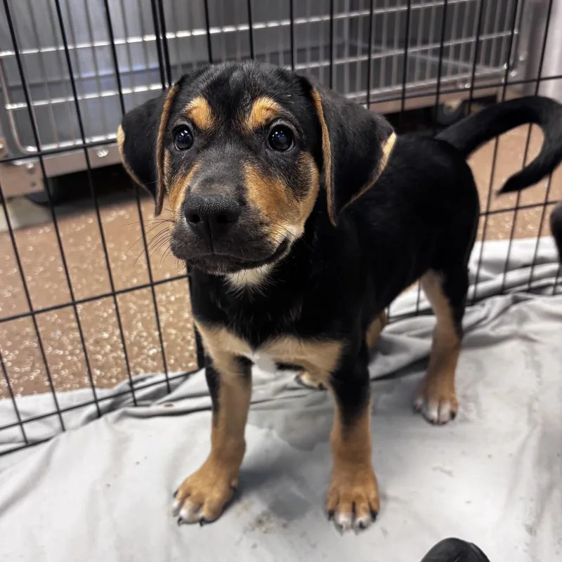 A baby medium-sized male Black American Foxhound dog named Oakley for adoption in Belleville, IL