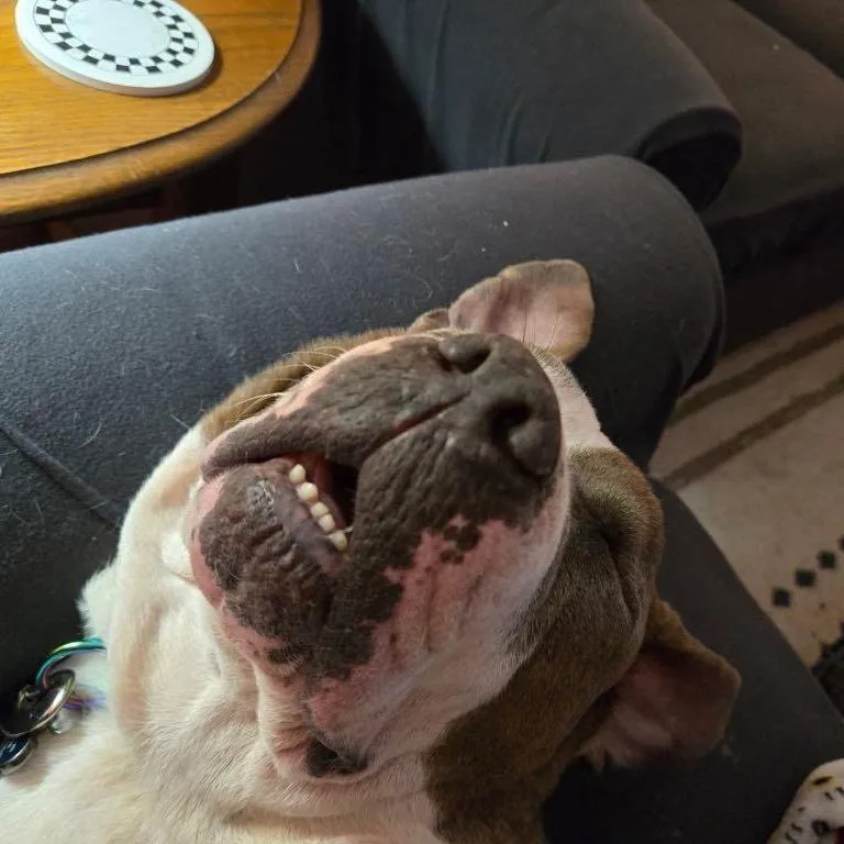 Kimbo