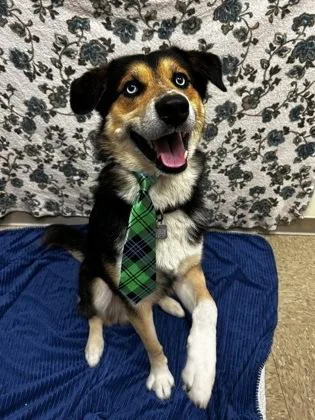 An adult medium-sized male Tricolor (Brown, Black, & White) Siberian Husky dog named Bruno for adoption in Hamilton, OH