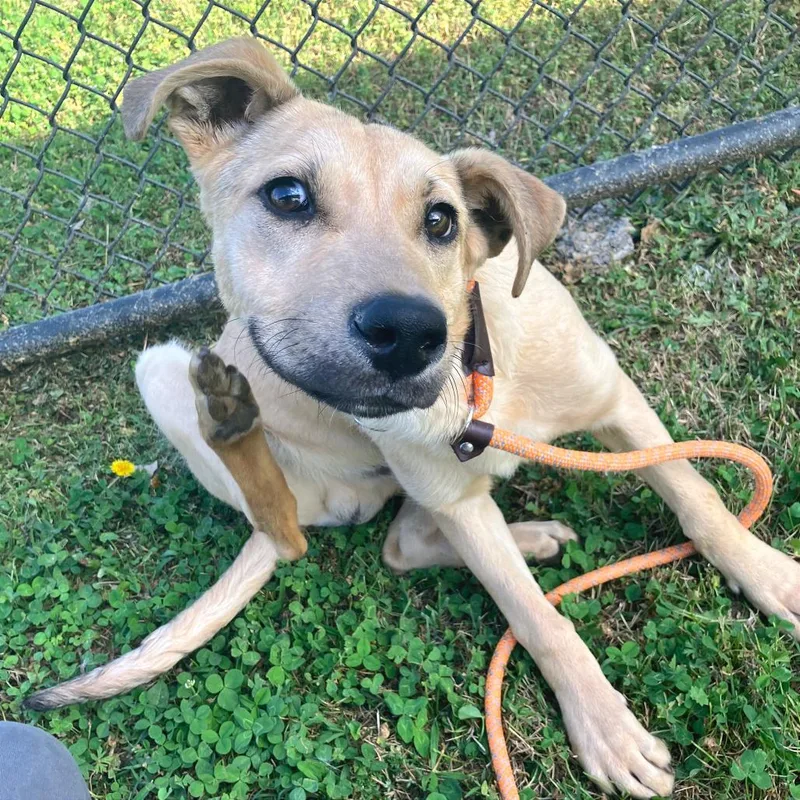 A young medium-sized male Yellow / Tan / Blond / Fawn Mixed Breed dog named Prime for adoption in Chattanooga, TN