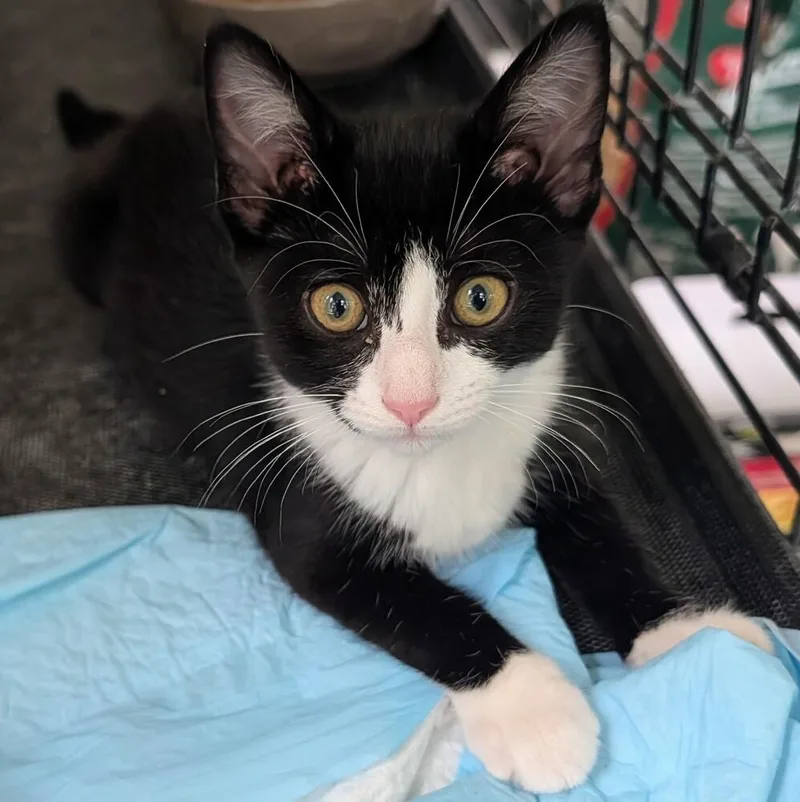 A baby small-sized female Black & White / Tuxedo Domestic Short Hair cat named Loretta for adoption in Louisa, VA
