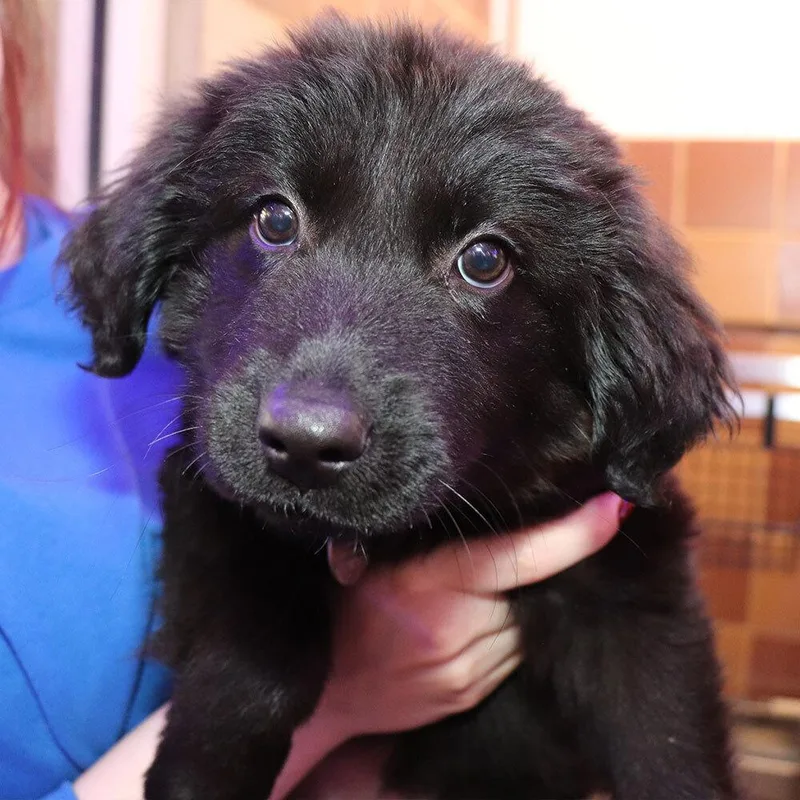 A baby small-sized female Mixed Breed dog named Truffle for adoption in Port Washington, NY