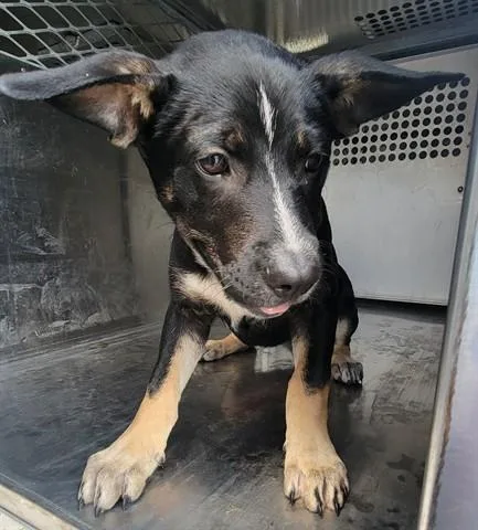 A baby small-sized female German Shepherd Dog dog named Happy Smiles for adoption in Garland, TX