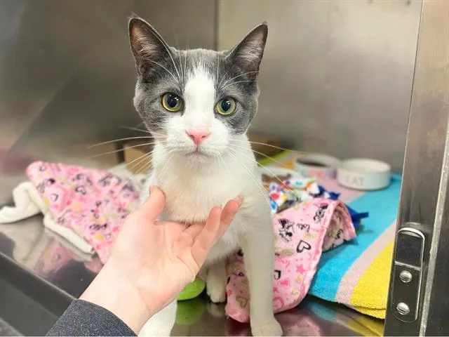 A young medium-sized male Domestic Short Hair cat named Miles for adoption in Fort Wayne, IN