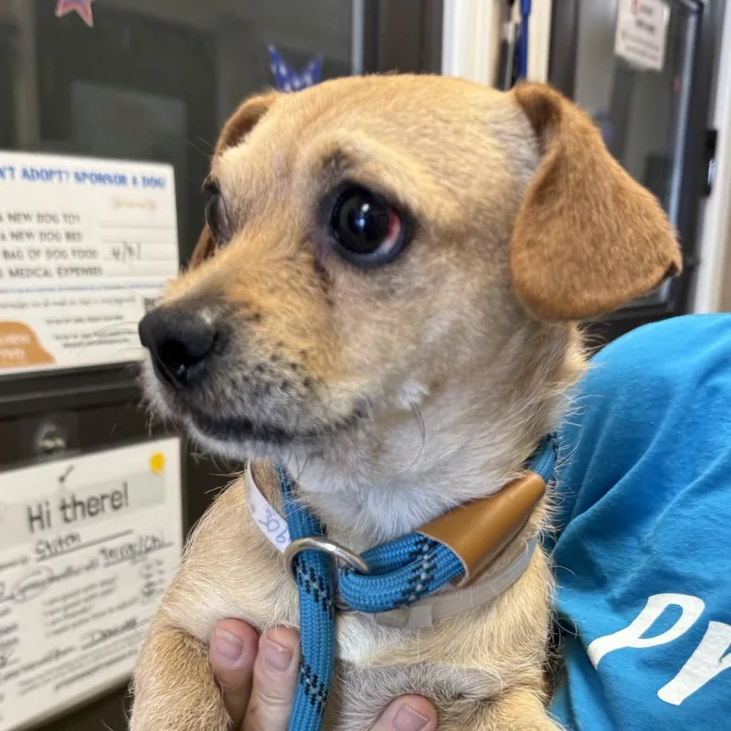 An adult small-sized male Brown / Chocolate Terrier dog named Mushu  Chino Hills for adoption in Chino Hills, CA