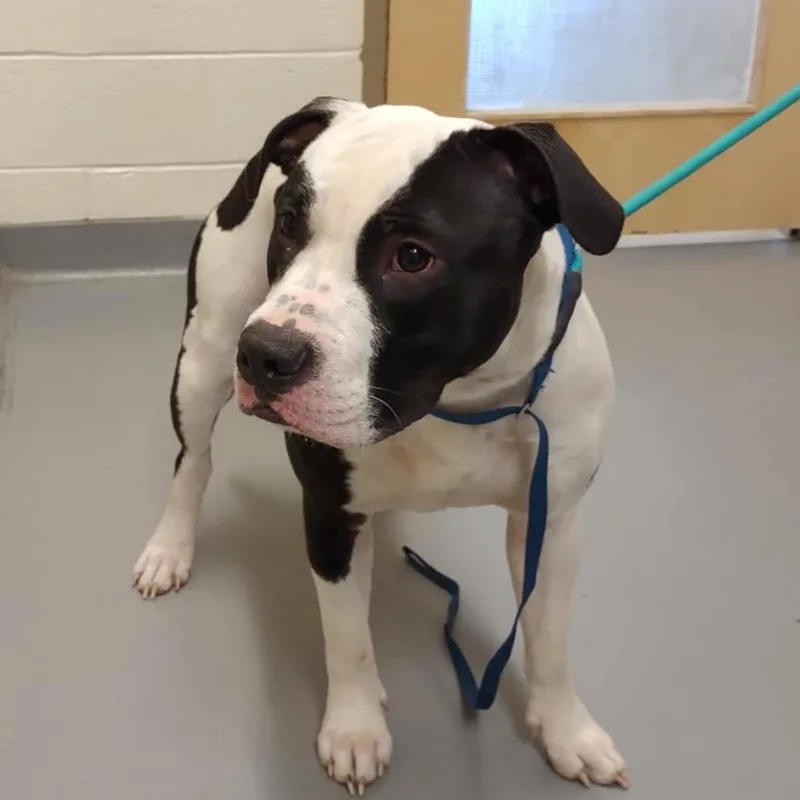 An adult large-sized male Black Mixed Breed dog named Chance for adoption in Asheville, NC