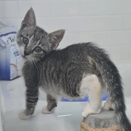 A baby small-sized male Gray / Blue / Silver Domestic Short Hair cat named Link for adoption in Long Beach, CA
