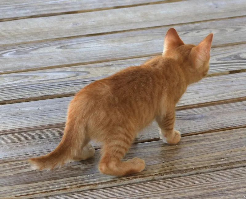 A baby medium-sized male Domestic Short Hair cat named Cayenne for adoption in North Fort Myers, FL
