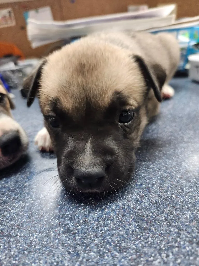 A baby large-sized female Shepherd dog named Elastigirl for adoption in Brownwood, TX