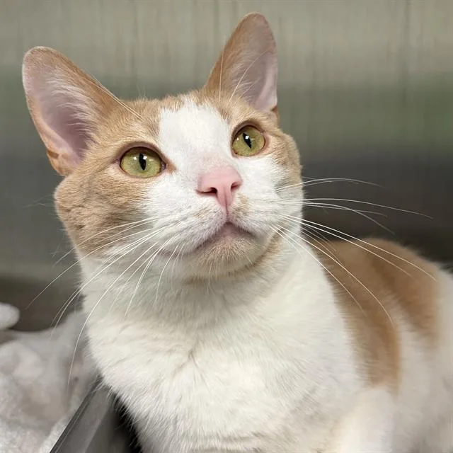 A young small-sized male Domestic Short Hair cat named Noir for adoption in Centerville, MA