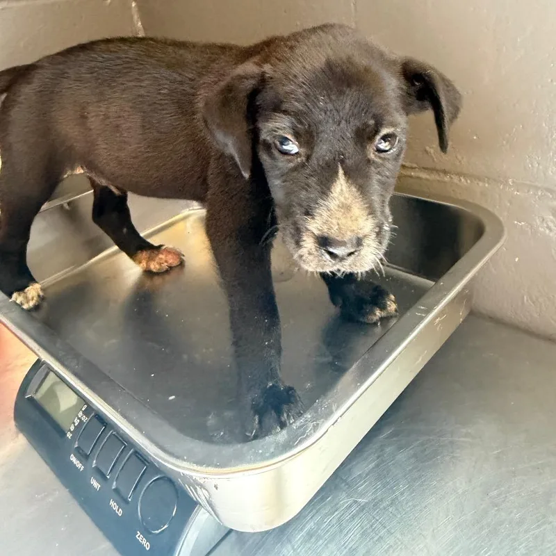 A baby small-sized male Black Labrador Retriever dog named TUSCStray for adoption in Tuscaloosa, AL