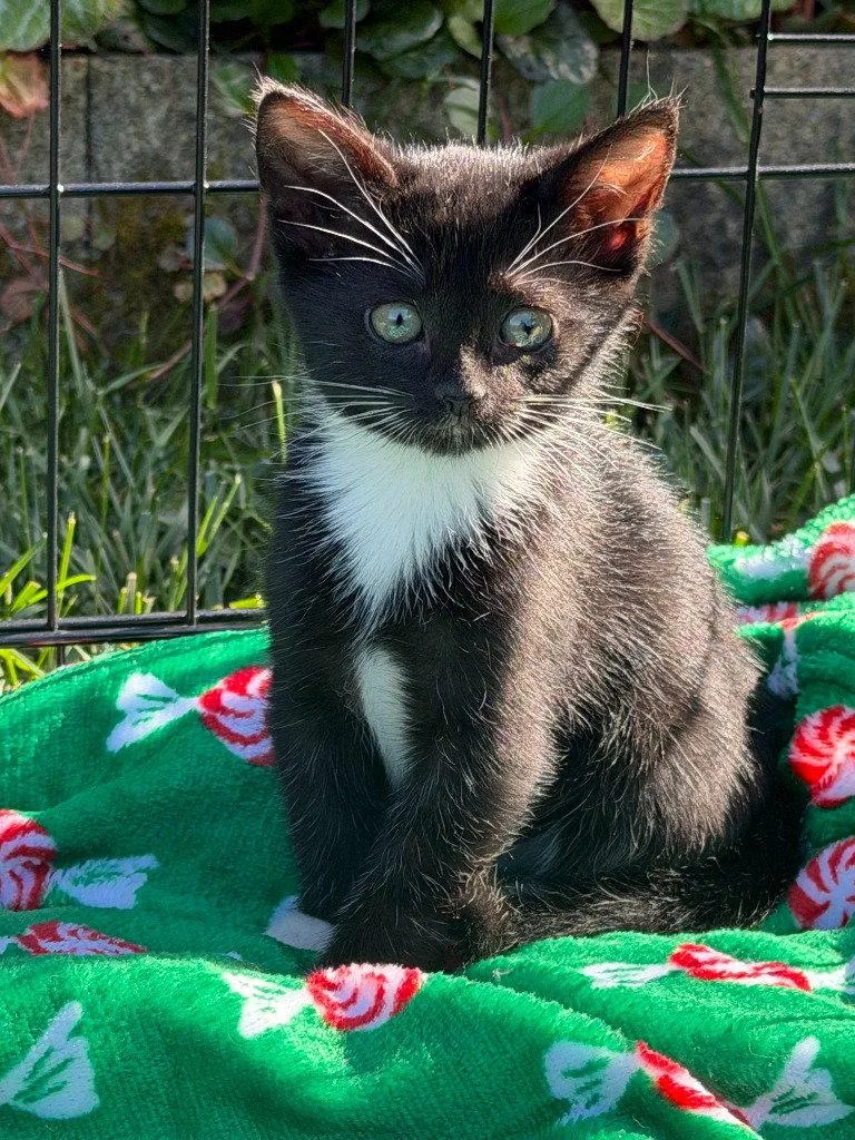 Ida